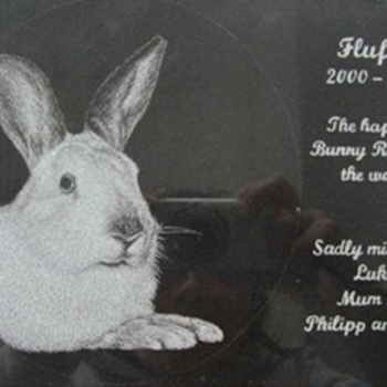 Shop-fish-birds-rabbits-1